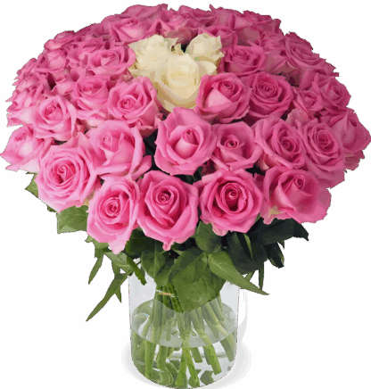 10 Rosen - “Pink Special”*