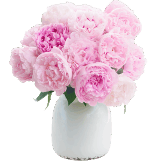20 gefüllte Premium Pfingstrosen "Sarah Bernhardt"*