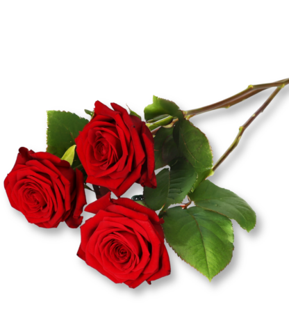 3 Red Naomi Rosen "Red Elegance"*