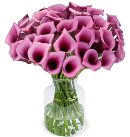 33 pinke Calla (40cm)*