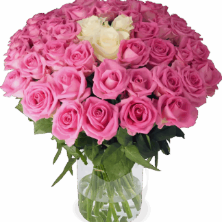 40 Rosen - “Pink Special”*