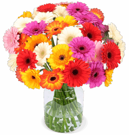 44 bunte Gerbera*