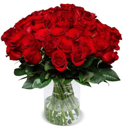44 rote Rosen "ClassicRed"*