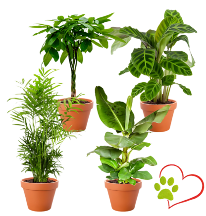4er-Set "Tierfreund" | Bergpalme | Glückskastanie | Bananenpflanze | Korbmarante | +/- 30-60cm | ø 12-15cm Topf*