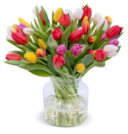 50 bunte Tulpen*