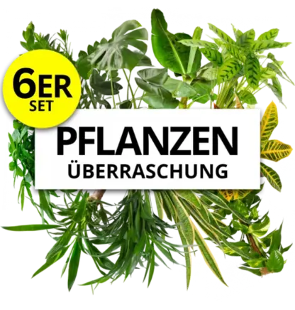 6er-Set | Pflanzenüberraschung | +/- 40-55cm | ø 12-15cm Topf*