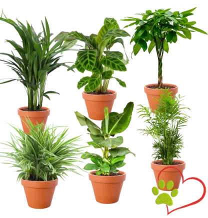 6er-Set “Tierfreund” | Bergpalme | Bananenpflanze | Goldfruchtpalme | Grünlilie | Korbmarante | Glückskastanie | +/- 30-60cm | ø 12-15cm Topf*