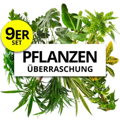 9er-Set | Pflanzenüberraschung | +/- 40-70cm | ø 12-15cm Topf*