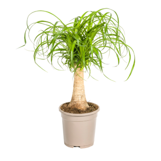 Beaucarnea Recurvata “Stamm” | Elefantenfuß | +/- 50cm | ø 17cm Topf*
