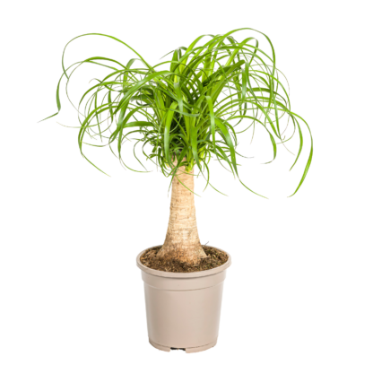 Beaucarnea Recurvata “Stamm” | Elefantenfuß | +/- 50cm | ø 17cm Topf*