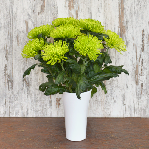 Blumenstrauß Chrysanthemen*