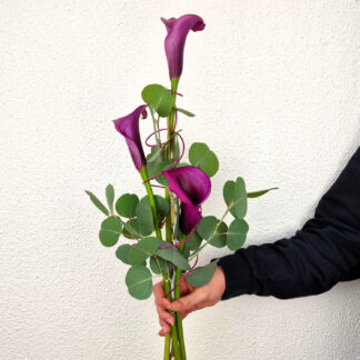 "Calla de luxe"*