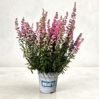 Calluna Heidi*