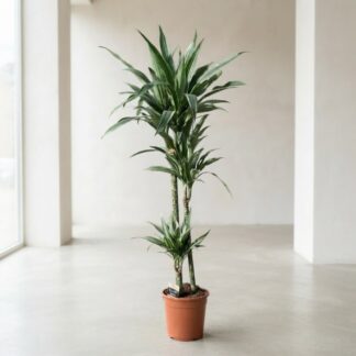 Dracaena*