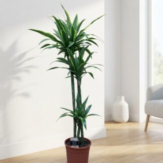 Dracaena*