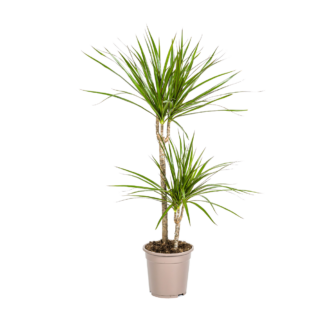 Dracaena Marginata “Green” | Drachenbaum | +/- 80cm | ø 19cm Topf*