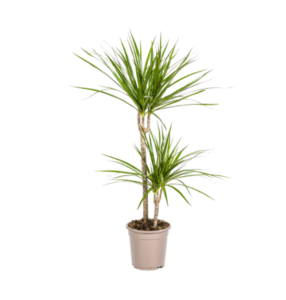 Dracaena Marginata “Green” | Drachenbaum | +/- 80cm | ø 19cm Topf*