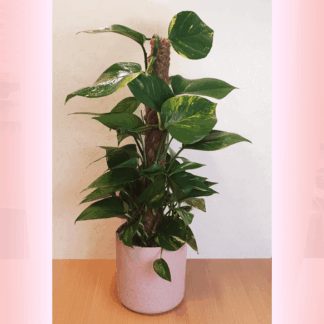 Epipremnum am Moosstab*