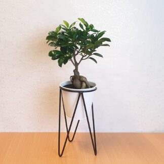 Kleiner Bonsai*