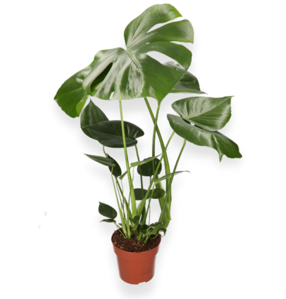 Monstera “Deliciosa” | +/- 55-70cm | ø 12-15cm Topf*