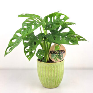 Monstera "Monkymask"*