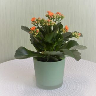 Orange Phantasie*