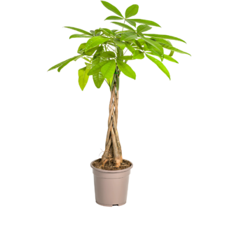 Pachira Aquatica | Glückskastanie | +/- 80cm | ø 19cm Topf*