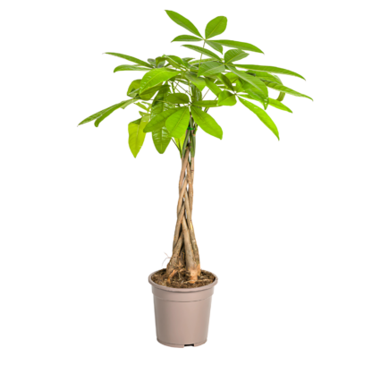 Pachira Aquatica | Glückskastanie | +/- 80cm | ø 19cm Topf*