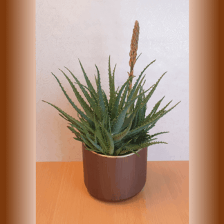 Pflanze Aloe Vera*