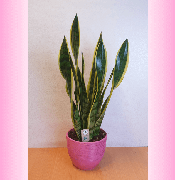 Sanseveria Laurentii*