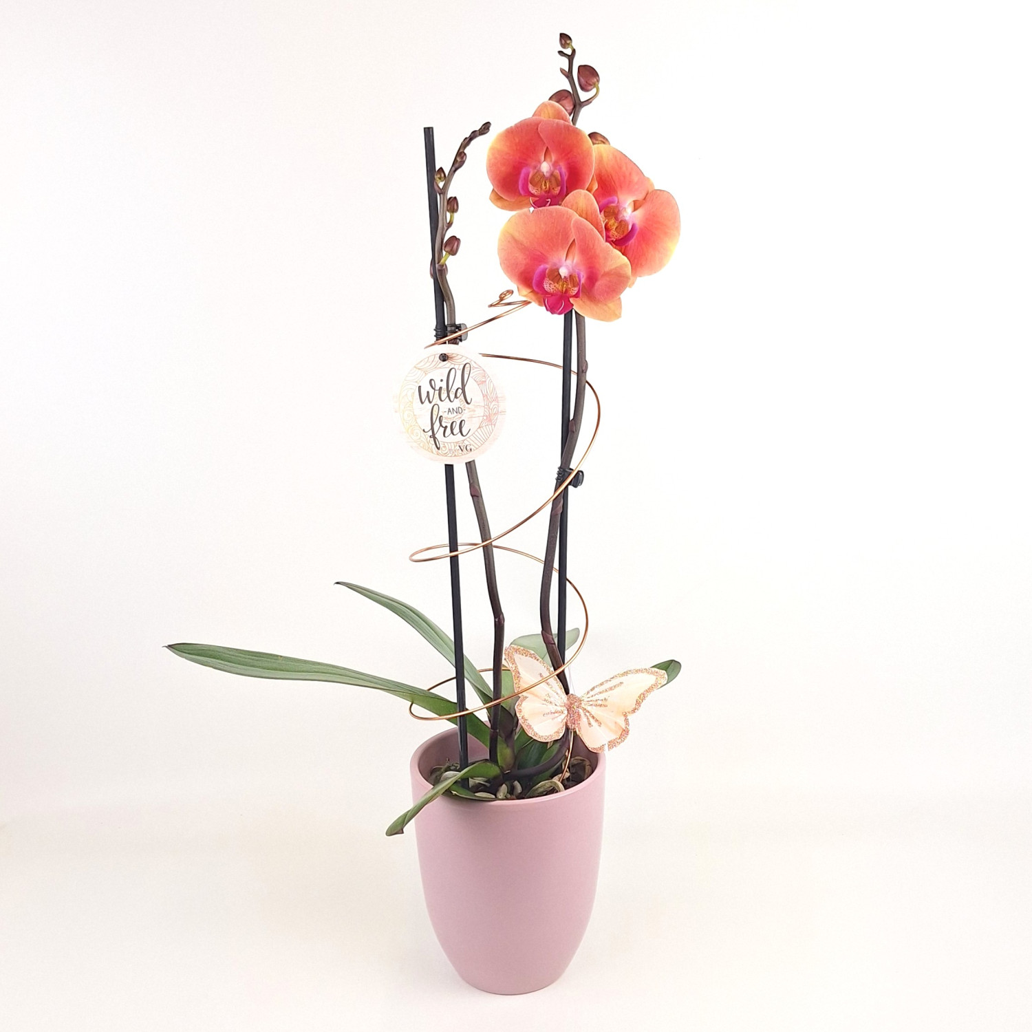 Schmetterlingsorchidee*