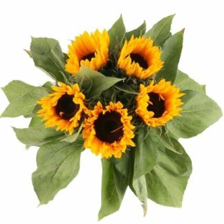 Sonnenblumen im Bund - Sommer- Blumen online verschicken*