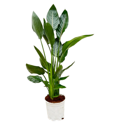 Strelitzia “Reginae” | Paradiesvogelblume | +/- 100cm | ø 19cm Topf*