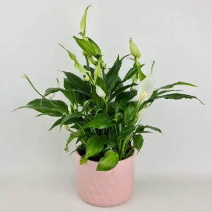 Topfpflanze Spathiphyllum*