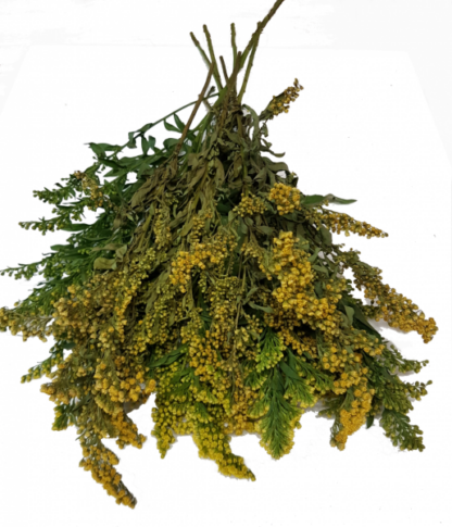 Trockenblumen 10x Solidago*