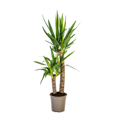 Yucca Elephantipes | Palmlilie | +/- 80cm | ø 19cm Topf*