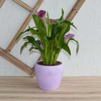 Zimmerpflanze Calla lila*