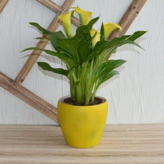 gelbe Calla*
