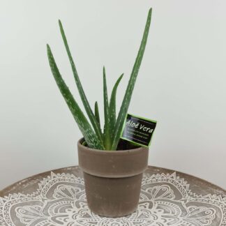 "Aloe Vera"*