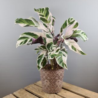 "Calathea White Fusion"*