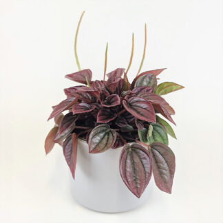 "Peperomia Cayenne"*