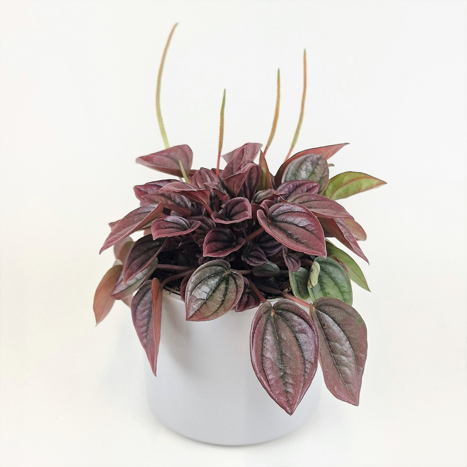 "Peperomia Cayenne"*