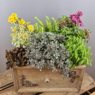 "Sedum Mix"*