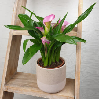 "Zimmerpflanze Calla"*