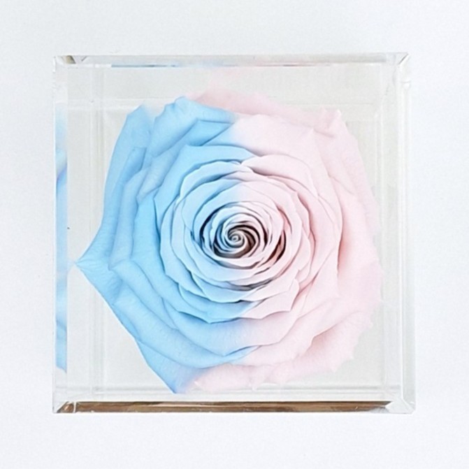 zweifarbige Rosenblüte in Geschenkbox*